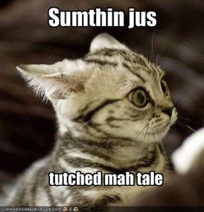lolcatssumthinjustuchedmahtale.jpg