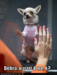 loldogsdebrauwait4mek.jpg