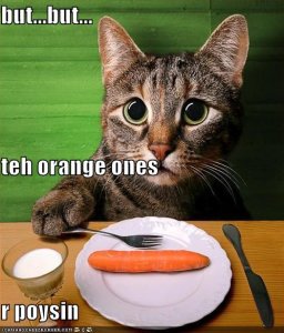 lolcatstehorangeonesrpoysin.jpg