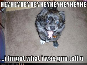 loldogsifurgotwhatiwasguntellu.jpg