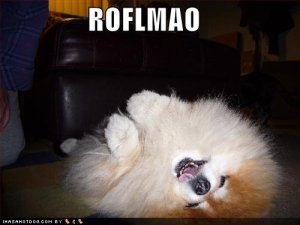 loldogsroflmao.jpg
