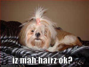 loldogsizmahhairzok.jpg