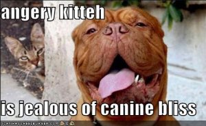 loldogsangerykittehisjealousofcaninebliss.jpg