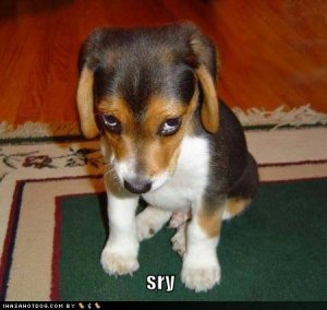 loldogssry.jpg
