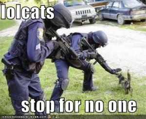 lolcatsstopfornoone.jpg