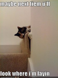 lolcatsmaybenexttiemulllookwhereimlayin.jpg