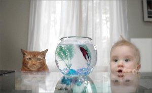 fish and baby and cat.JPG
