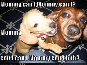 loldogsmommycanimommycanimommycani.jpg