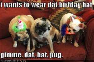 loldogsiwantstoweardatbirfdayhatgimmedathatpug.jpg