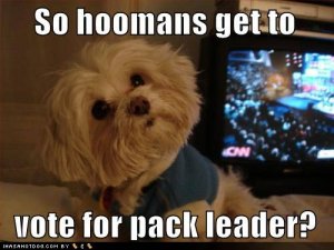 loldogssohoomansgettovoteforpackleader.jpg