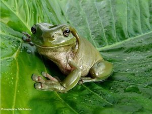 Smiling Frog.jpg