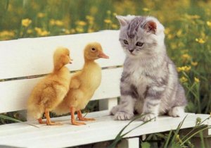 Kitty and Ducklins.jpg