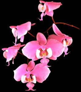 Phalaenopsis_Orchids_(Moth_Orchids).jpg Phalaenopsis_Orchids_(Moth_Orchids).jpg