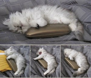 Kitty-Sleepy.jpg