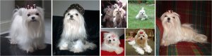 CharmyPoo-Maltese.jpg