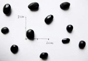 blackstar11.jpg