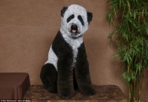 0pandadog.jpg