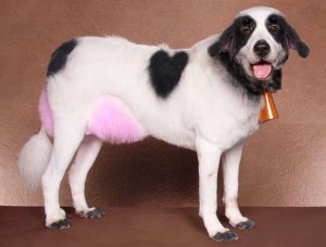 0cowdog.jpg