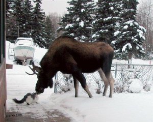 moose.jpg