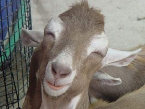 smile.jpg