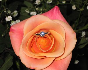 ringrose1.jpg ringrose1.jpg