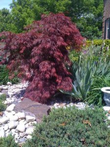 rockgarden34.jpg