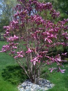 magnolia2345first up.jpg