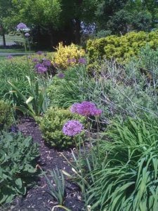 allium2010889.jpg