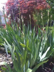 bursting iris33.jpg