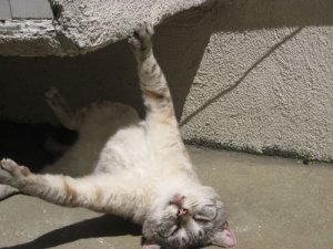 wellscute8.jpg