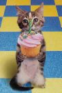 kitty with a cupcake.jpg