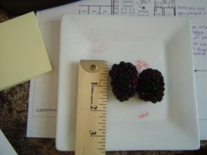 blackberry3.JPG