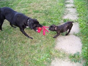 Turbo&TuckerTugging(Resized).JPG