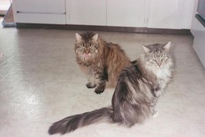 Archive 104 cats.jpg