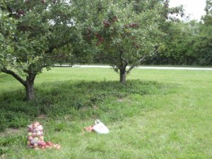 applepicking08havenpsssss.jpg