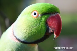 indian_ringneck.jpg