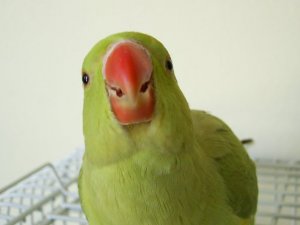 new bird 2crop.JPG