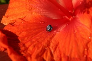 opsapphire hibiscus2croppedop.jpg