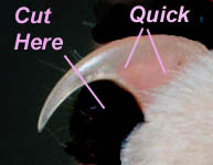 catquick.jpg