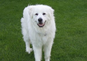 maizey_grass.jpg