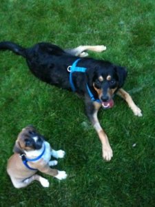 Lilly n Buddy.jpg