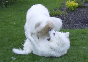 dogs_playing.jpg