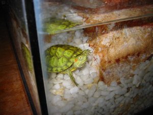 Frekes turtle as a baby.jpg