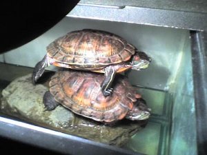Frekes turtles are weird.jpg