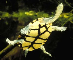 eastern_long-necked_turtle_large.jpg