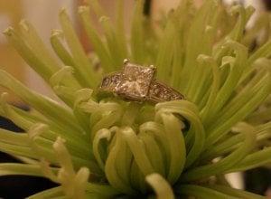 keenasring3.jpg keenasring3.jpg