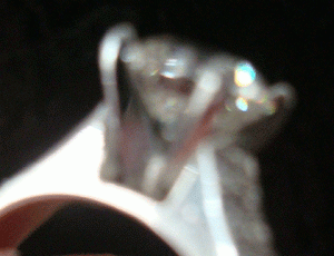 prongs2.gif