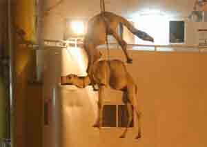 flyingcamels.jpg