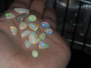 newopals6.JPG