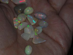 newopals8.JPG
